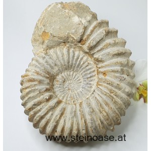 Ammonite versteinert 